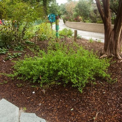 Climbing Aster